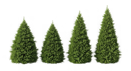 Four green fir trees