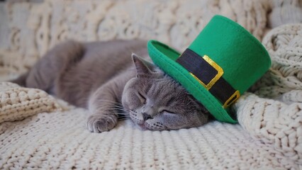A gray British Shorthair cat sleeps on a cozy knitted blanket, wearing a green leprechaun hat. The scene captures a festive St. Patrick's Day atmosphere.