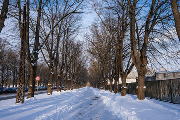 Obraz premium A snowy avenue in Riga, Latvia shows bare trees forming an arch, parked cars, iron fence, utility poles, snowbanks, and footprints under a clear winter sky.