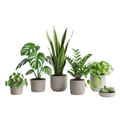 Fototapeta premium A group of diverse indoor houseplants displayed in stylish, modern pots, adding a touch of greenery and freshness to any space.