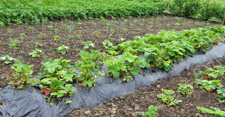 Growing strawberries using black polyethylene film
