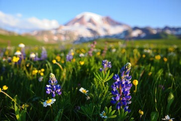Obraz premium Wildflower Meadow with Mountain View