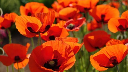 Obraz premium Vibrant Red Poppy Field