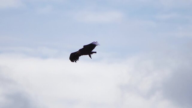 Vulture Flying Over High Mountain Areas of Sierra de Cazorla Spain