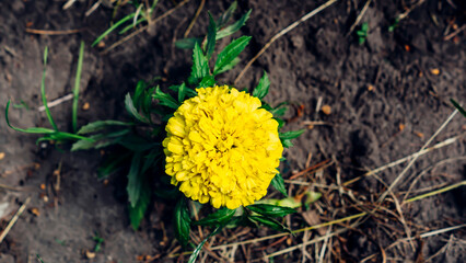yellow flower in the grass