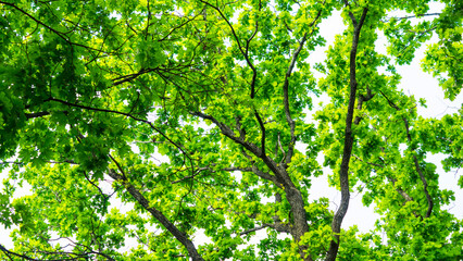 Obraz premium green leaves in sunlight