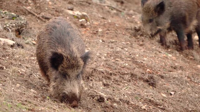 Two Wild Boars Foraging and Digging for Food in Natural Forest Habitat