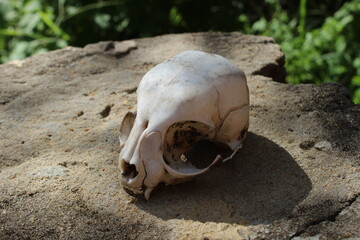 Obraz premium Crânio de filhote de gato