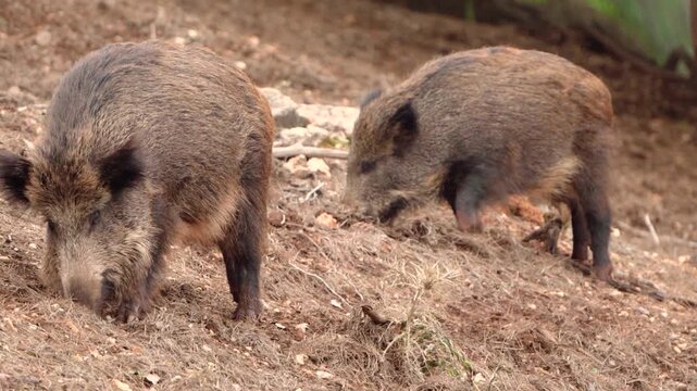 Two Wild Boars Foraging and Digging for Food in Natural Forest Habitat
