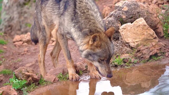 Iberian Wolf Drinking Water in Natural Reserve Wildlife Scene