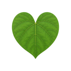 Green Heart-Shaped Leaf Isolated on White Background