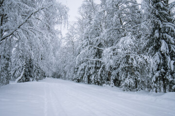 Fototapeta premium A snow-covered forest landscape in January
