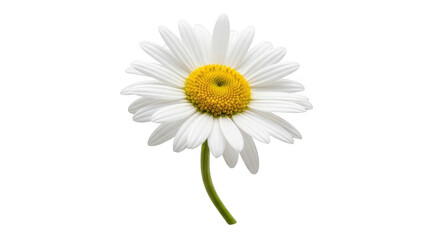 White daisy flower isolated on transparent background