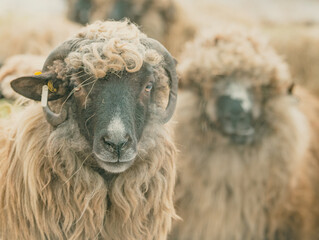 Close-up portrait of woolly ram with thick curly fleece © VSzili