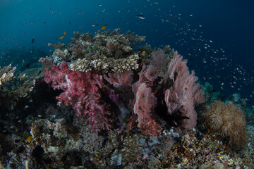 Corals and fish flourish on a shallow coral reef in Raja Ampat, Indonesia. This tropical region is known as the heart of the Coral Triangle due to its spectacular marine biodiversity.
