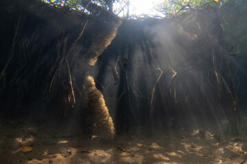 Sunlight enters a dark, blue water mangrove forest in Raja Ampat, Indonesia. Mangroves are vital habitats closely associated with coral reef health and biodiversity.