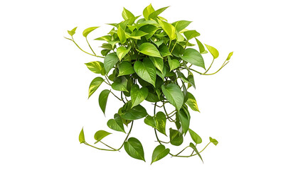 Obraz premium Lush green plant isolated on transparent background