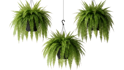 Hanging ferns cluster isolated on transparent background