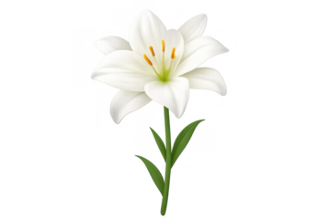White lily flower with green stem and leaves blooming, symbolizing purity, peace, and elegance, with a transparent background