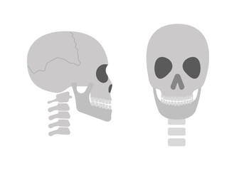 Human skull vector image front and side view, simple flat minimalist style.