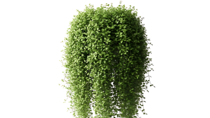 Lush green bush isolated on transparent background