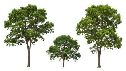 Three trees illustration isolated on transparent background