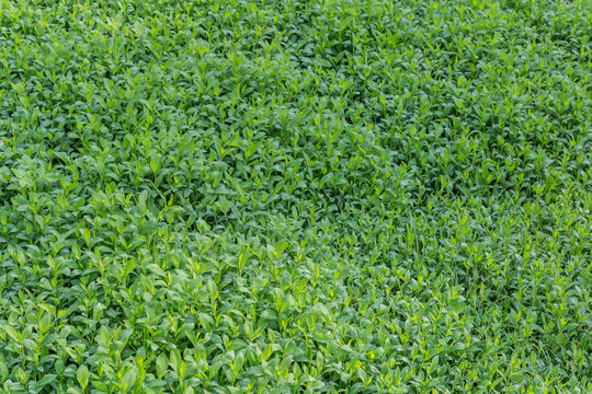 Meadow overgrown with knotgrass covered with dew in sunny morning