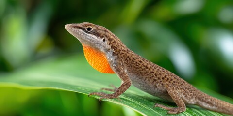 wildlife photography, close-up of a brown anole on a leaf, showing its orange dewlap and lizard skin, with a blurred garden background