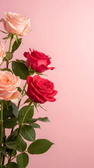 Fototapeta premium Red And Pink Roses With Green Leaves On Pink Background roses, flowers, red, mother's day