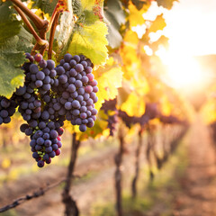 Fresh Grape Cluster In Vineyard Golden Light