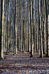 Beech Forest in Wintertime, Velky Inovec. Mountain. Landscape. Background.