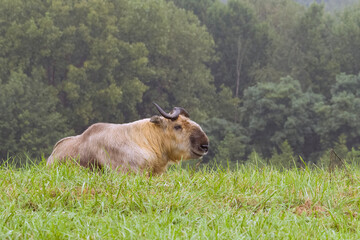 Sichuan Takin (Tibetan taxicolor budorcas) in field.