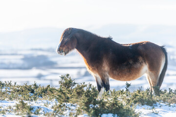 wild horse in the mountains