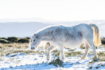 wild white horse in the mountain in winter, snow