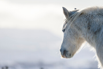 white horse in winter