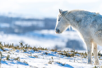 wild horse in the snow