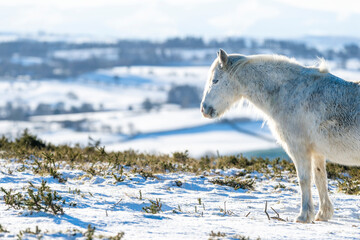 wild white horse in winter