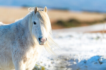 wild white horse in winter