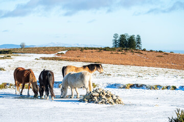 wild horses on the snow, wild, horses