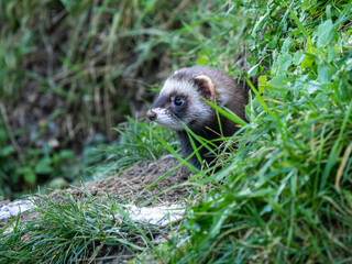 Polecat Looking Out a Snowy Grass Bank