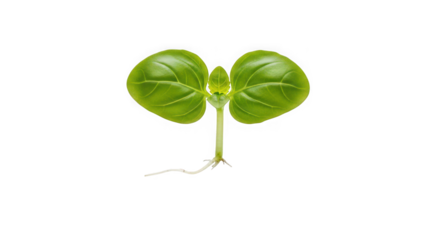 A young basil seedling with two green leaves and visible roots, of transparent