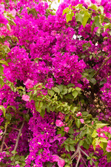 Vibrant Purple Bougainvillea Bush in Full Bloom, Tunisia, Mediterranean, travel background or wallpaper for your project