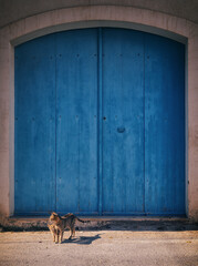A tabby cat poses in front of a rustic blue wooden door in the old town of Mahdia in northeastern Tunisia, on the Mediterranean Sea, travel background or wallpaper for your project