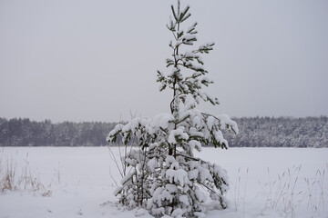 Snow-Covered Pine Tree in a Serene Winter Landscape
