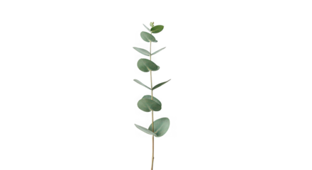 Eucalyptus branch with round leaves of transparent