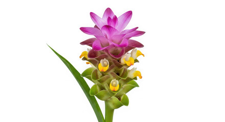 A vibrant pink and purple turmeric flower with yellow accents, of transparent