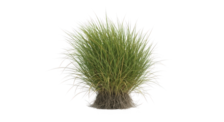 A clump of green grass with visible roots, of transparent