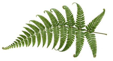 A single green fern frond of transparent
