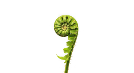 A young fern frond unfurling in a spiral shape, of transparent