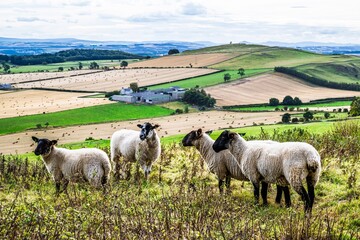 Obraz premium Sheeps on Scotish fields and farms, Southeast Scotland, UK